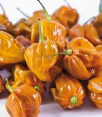 >> peperone piccante >> mustard f1 ideale per salse piccanti Origine: New Messico. La varietà può essere coltivata in terra o in vaso.