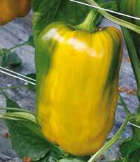 >> peperone GIALLO >> peperone giallo >> icaro f1 Varietà a frutto rettangolare di colore giallo a maturazione. La pianta è compatta, rustica e con eccellente copertura fogliare.