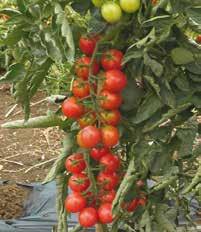>> pomodoro INDETERMINATO CHERRY >> pomodoro indeterminato cherry >> Zucchero f1 Varietà a pianta indeterminata della tipologia ciliegino, vigorosa, con portamento arieggiato, ad internodi