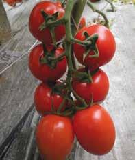 >> pomodoro INDETERMINATO >> Egghi F1 Varietà a pianta indeterminata, di buon vigore vegetativo, a frutto ovale che si adatta solo per la coltivazione in serra.
