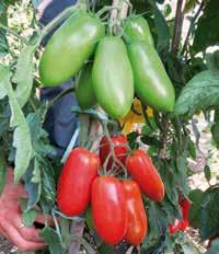 >> pomodoro INDETERMINATO >> ZIP f1 Varietà indicata per coltura protetta primaverile, controstagione e per colture in pieno campo.