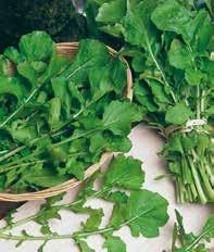 >> Rucola selvatica Selezione con foglia molto frastagliata, lanceolata, dal