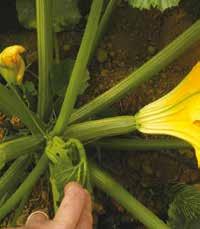 Frutti lunghi 13-15 cm, di colore verdegrigio e di forma clavata allungata. Varietà adatta alla coltivazione in serra e pieno campo. Ciclo precoce.