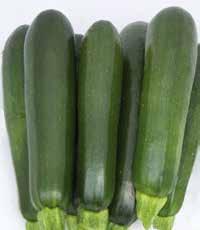 >> president f1 Conosciuta varietà di zucchino a taglia ridotta e portamento eretto, molto precoce. Produce zucchini cilindrici di colore verde medio marezzato, lunghi 18-20 cm.