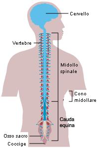 Per cui un grosso numero di nervi si diffondono ad arco ed assumono la forma di una coda di cavallo: questo particolare dà all area il suo nome particolare, ovvero cauda equina.