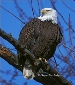 4) PICTURE NAMING The Eagle was