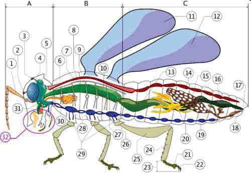 proctodeo (tratto finale del tubo digerente); 17 ano; 18 genitali; 19 catena gangliare ventrale; 20 tubi Malpighiani; 21 ultimo tarsomero; 22 unghie del pretarso; 23 tarso