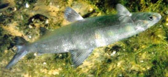La fauna ittica dei grandi laghi profondi