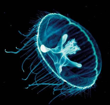 NIWA 2006 La fauna introdotta accidentalmente Craspedacusta di sowerbyi Possiede cinque canali di cui quattro sono radiali ed uno è centrale Le meduse d'acqua dolce presentano una corona di piccoli
