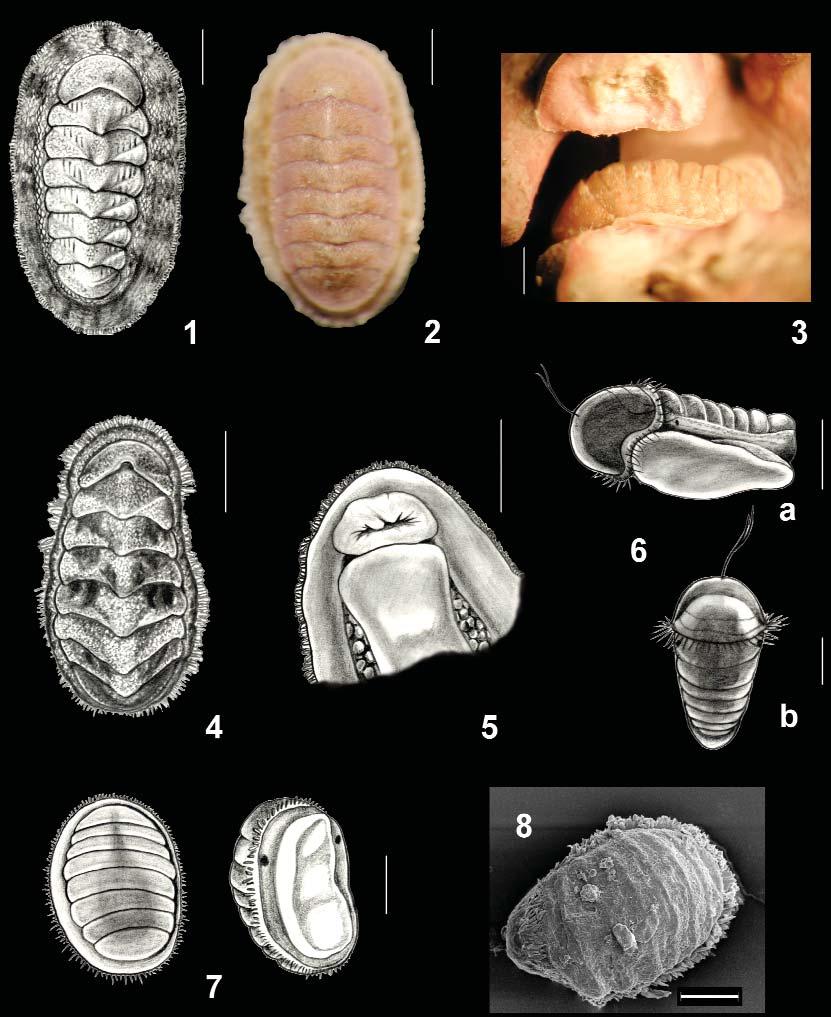 Danilo Scuderi, Giovanni F. Russo & Bruno Dell'Angelo Plate I: Figs 1-3. Chiton phaseolinus.