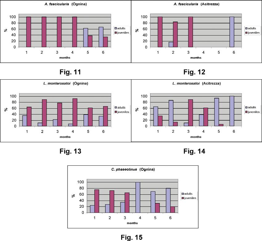 Danilo Scuderi, Giovanni F. Russo & Bruno Dell'Angelo Figs 11-12. Percentage ratios of adults-juveniles of A. fascicularis in the two sites. Figs 13-14. Percentage ratios of adults-juveniles of L.