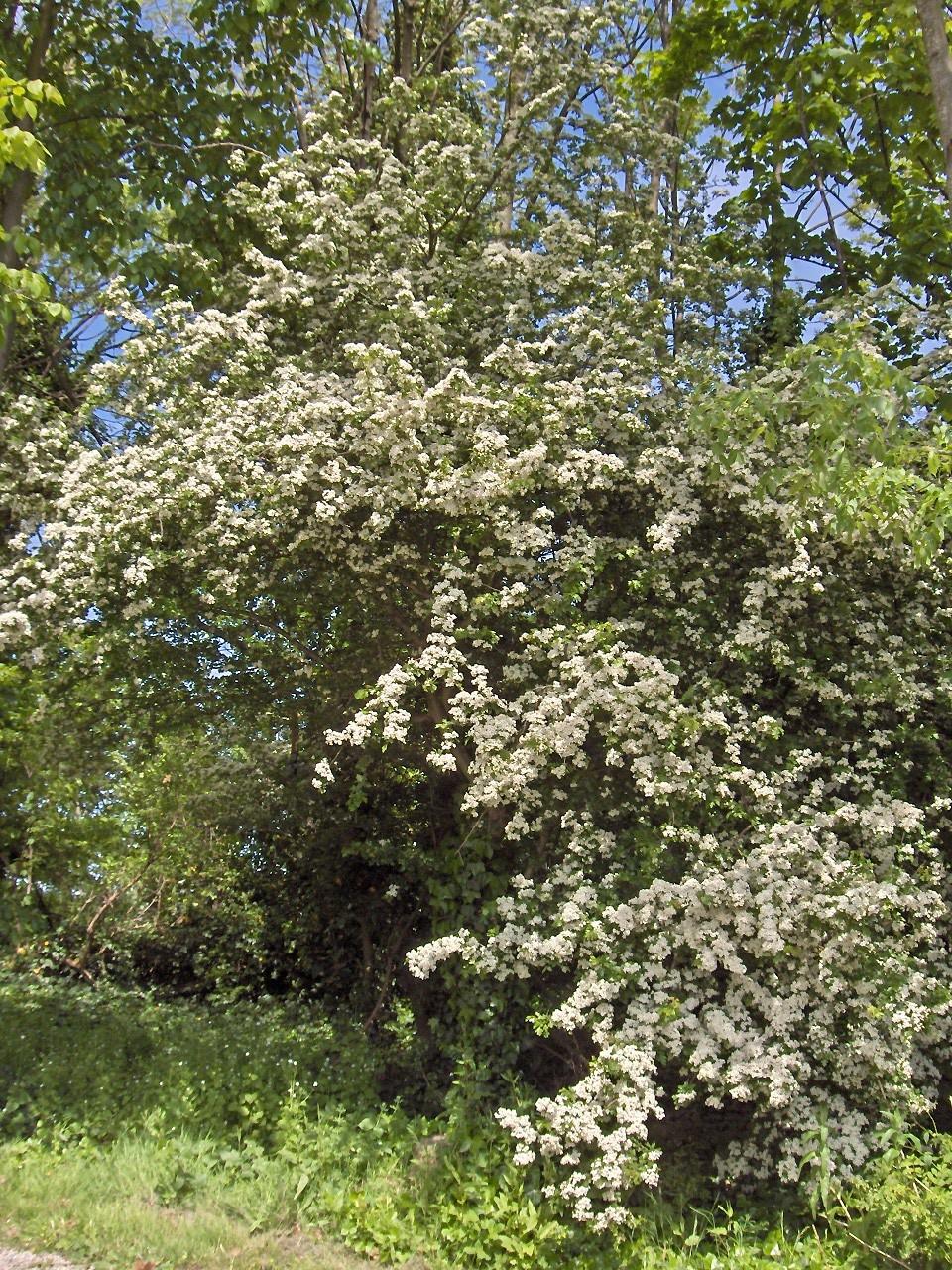 Crataegus monogyna Jacq.