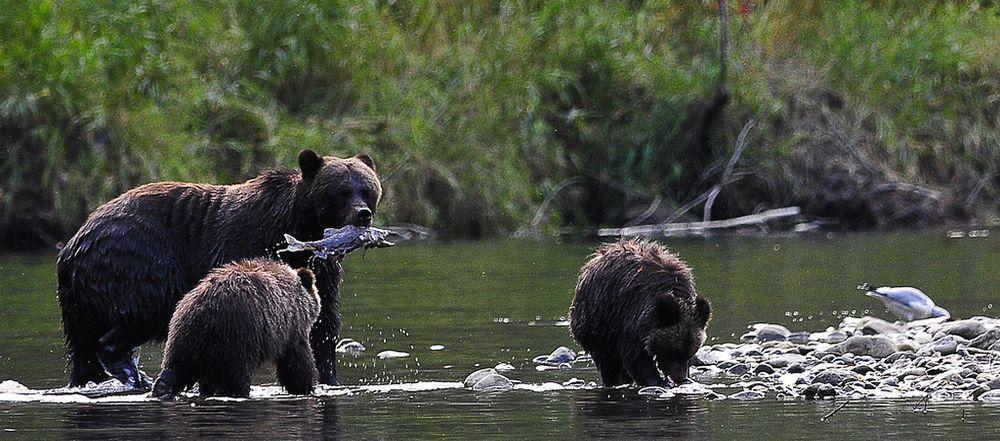 Durante questa bellissima escursione una guida esperta vi introdurrà tutte le specie principali di questa meravigliosa riserva ad iniziare dalla bellissima colonia di Grizzly.
