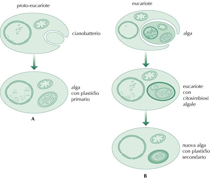 ORIGINE DEL cloroplasto nelle ALGHE PER