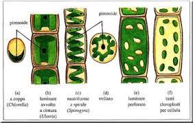 I plastidi delle alghe hanno forme diverse