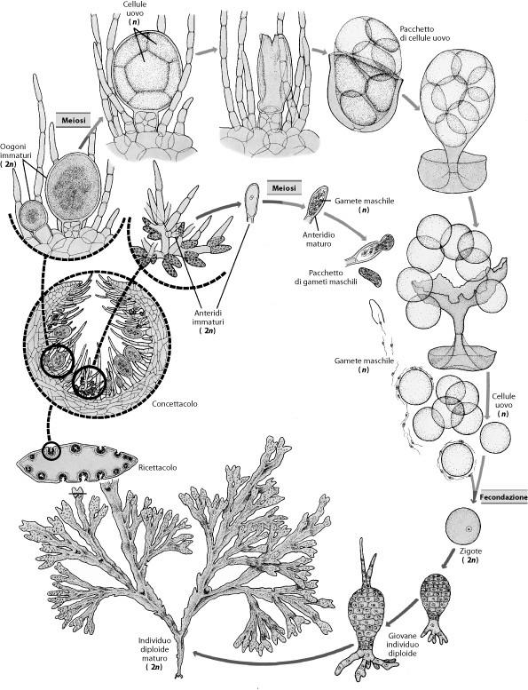 Ciclo di Fucus Ciclo diplonte (la generazione sporofitica può essere ermafrodita o dioica) gametocisti all interno