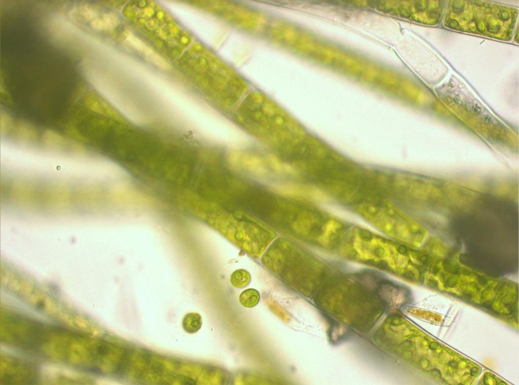 A Clorella (unicellulare) B C Spirogyra (tricale)
