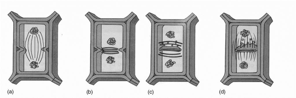 TELOFASE e CITODIERESI nelle ALGHE VERDI (a) Ulvophyceae (fuso) (b) e (c) Chlorophyceae (ficoplasto, b con solco, c con piastra) (d) Charophyceae (fuso e fragmoplasto) La mitosi e la citodieresi