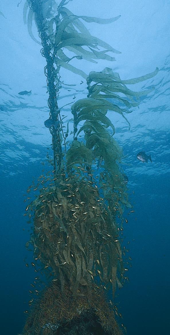 Esempio di alghe bentoniche Macroalghe marine (alghe brune) AA Durvillea