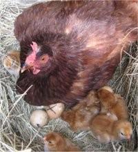 Anche la gallina conserva le uova prima di iniziare a covarle, molte galline hanno però perduto la