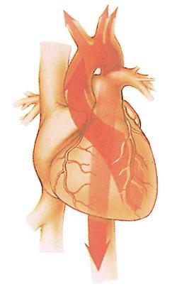 apre la Valvola AV si chiude Pressione arteriosa la Valvola AV si apre Pressione ventricol. 0 R Q Tempo approx Elettrocardiogram.