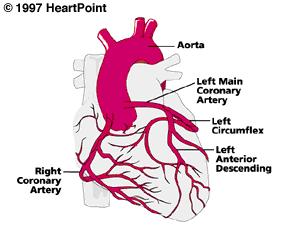 Le Arterie Coronariche Aorta Tronco Comune