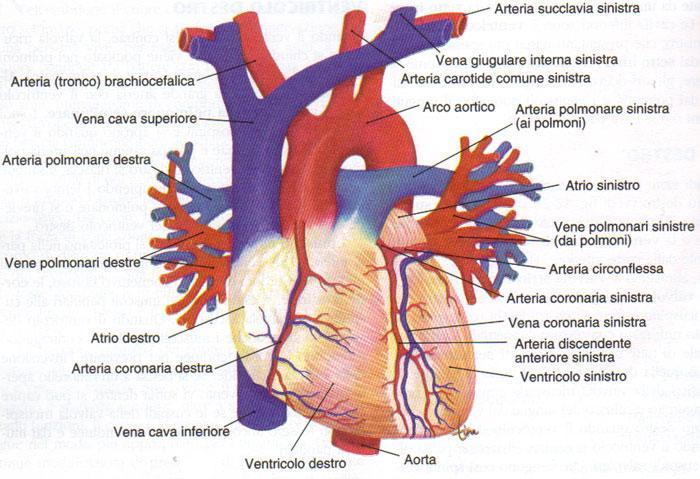 Anatomia