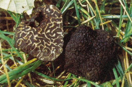 TUBER BRUMALE VARIETA MOSCHATUM Vittadini (tartufo moscato) Presente in Umbria, in modesta quantità, nelle stesse zone del tartufo nero di Norcia, in particolare sulle alture che fiancheggiano la