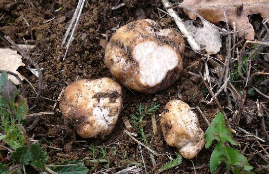 In confronto a quest ultimo sembra prediligere maggiormente i noccioleti non potati e non assolati o in fase di declino.