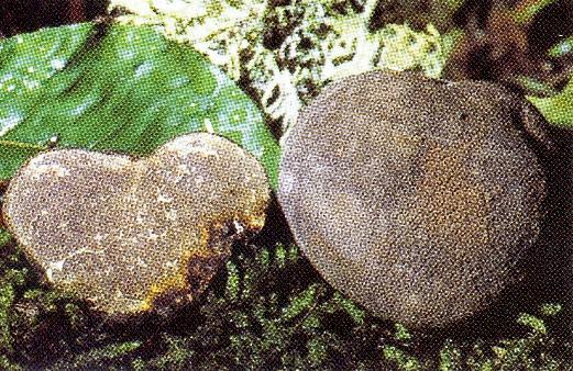 TUBER MACROSPORUM Vittadini (tartufo nero liscio) E un tartufo di ottima qualità, ma di piccole dimensioni; reperibile in Umbria, matura da Agosto ad Ottobre sotto Querce, Salici, Pioppi, Ontani,