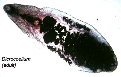 Parassiti ed alterazioni comportamentali nell ospite Dicrocoelium dendriticum, lancet fluke, altera il
