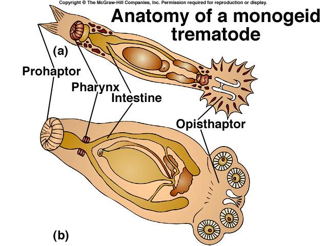 possibilità di perdere il contatto con l ospite soluzioni sistemi di