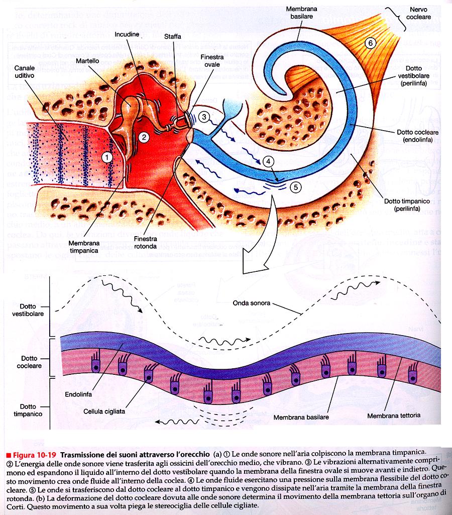 1. Le onde sonore colpiscono la membrana timapanica 2. L energia sonora fa vibrare gli ossicini 3. Le vibrazioni comprimono ed espandono il liquido del dotto vestibolare 4.