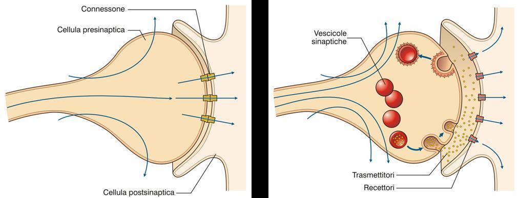 Caratteristica peculiare delle cellule nervose è quella di condurre e comunicare informazioni.