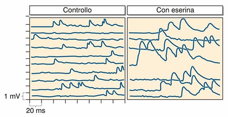 I neurotrasmettitori vengono liberati in pacchetti unitari detti quanti Registrazioni di potenziali spontanei (potenziali di placca in miniatura), in assenza di stimolazione della