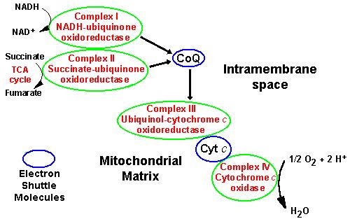 Le malattie mitocondriali Il termine Malattie Mitocondriali comprende numerose patologie caratterizzate da anomalie nel metabolismo energetico con un grado variabile di disfunzione della catena