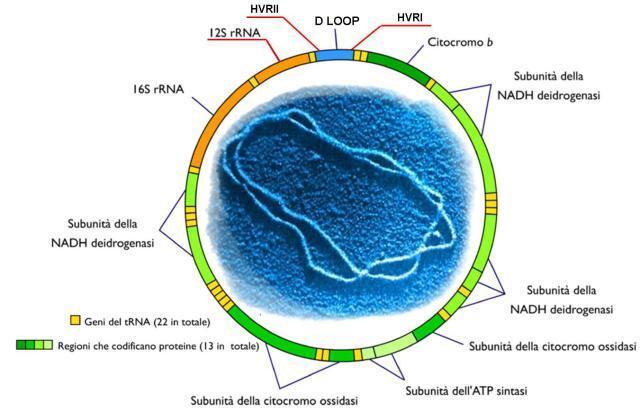 Il genoma mitocondriale contiene 16569 coppie di basi e possiede 37 geni codificanti per due RNA ribosomiali (rrna), 22 RNA di trasporto (trna) e 13 proteine che fanno parte dei complessi enzimatici