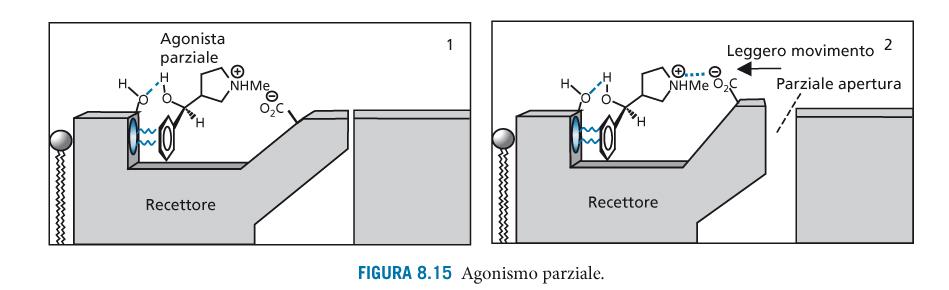 Se un agonista induce solo parzialmente l adattamento indotto necessario all attivazione del recettore si parla di agonismo parziale.