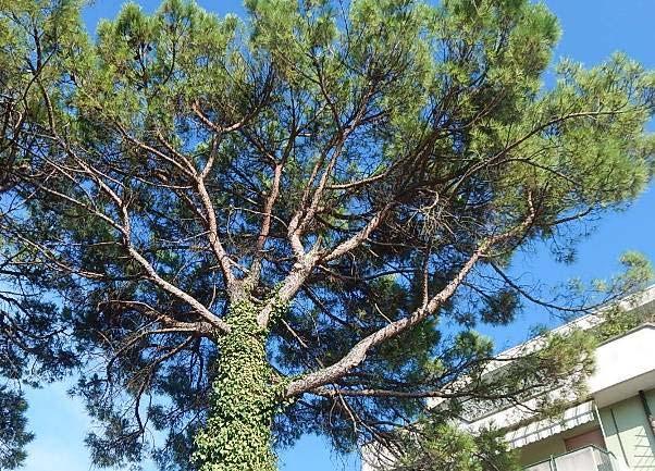 Pianta n 1 Via Area Ater Classe B Specie Pinus pinea D 70 h.