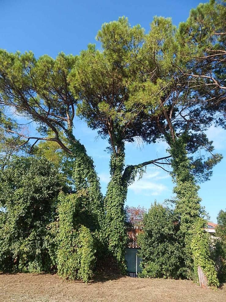 Pianta n 3 Via Area Ater Specie Pinus pinea D 80 h. 15 h Imp IS Socialità gruppo Verticalità verticale Suolo compattato Condiz.