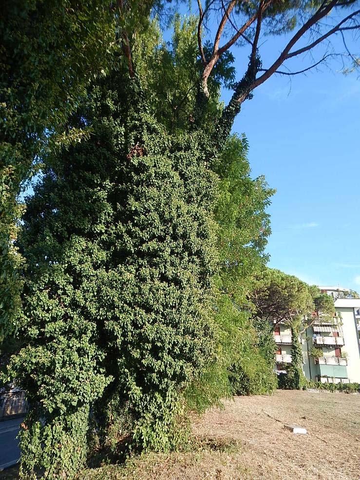Pianta n 8 Via Area Ater Specie Pinus pinea D 80 h. 20 h Imp IS Socialità gruppo Verticalità verticale Suolo compattato Condiz.