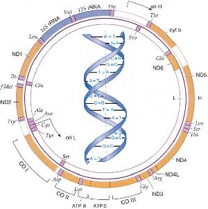 3. Paleoeconomia