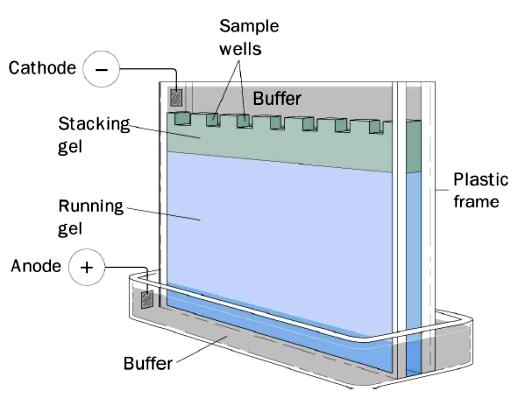 WESTERN BLOTTING 1. Estrazione delle proteine 2.