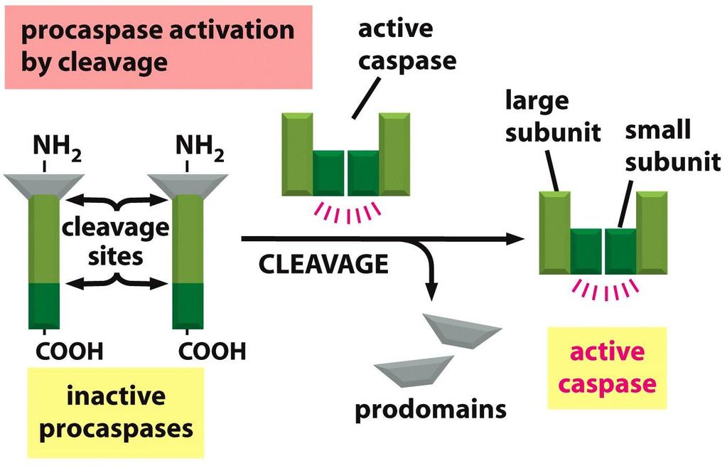 Figure 18-5a Molecular Biology