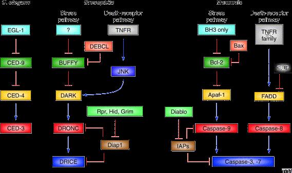 Le pathways coinvolte nella morte cellulare per suicidio sono