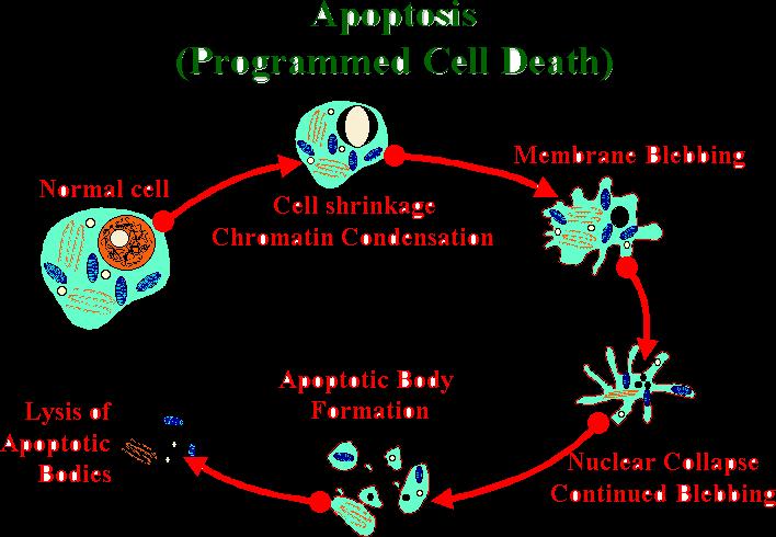 Perdita della normale morfologia con diminuzione del volume cellulare, specifica degradazione