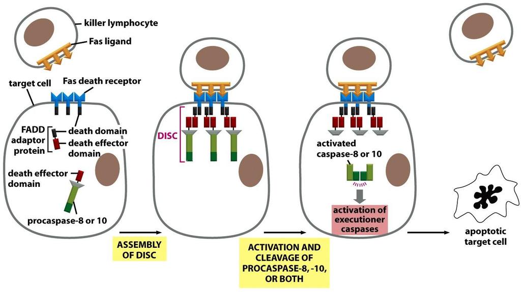 Figure 18-6 Molecular Biology of