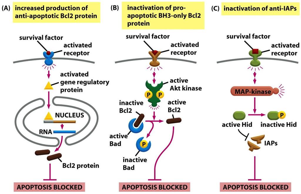 Figure 18-14 Molecular Biology