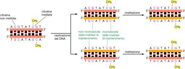 Ereditabilità degli schemi di