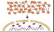 signaling proteins Nuclear proteins Fraction of mirna target 9.